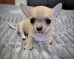 Собаки в Москве: Щенки чихуахуа Мальчик, 40 000 руб. - фото 1
