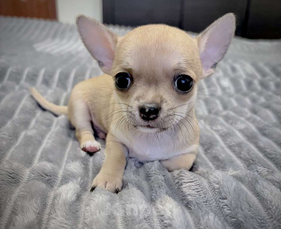 Собаки в Москве: Щенки чихуахуа Мальчик, 40 000 руб. - фото 1