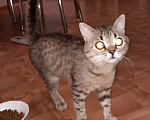 Кошки в Оренбурге: Пропал кот Лёлик  Мальчик, Бесплатно - фото 3