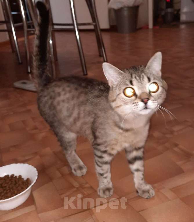 Лелик кот