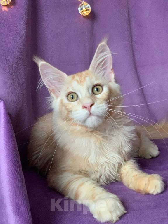 Кошки в Челябинске: КОТЕНОК МЕЙН-КУН  Мальчик, Бесплатно - фото 5