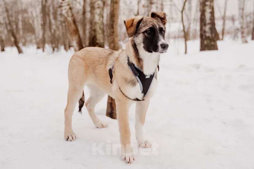 Собаки в Москве: Эйприл Девочка, Бесплатно - фото 4