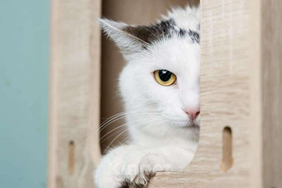 Кошки в Мытищах: Белая кошечка в добрые руки Девочка, Бесплатно - фото 1