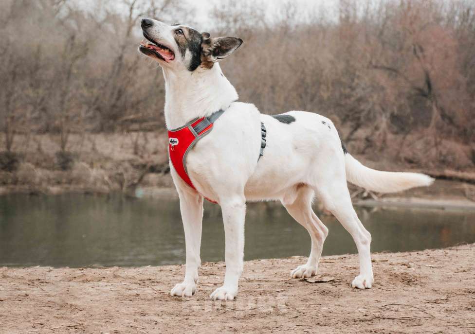 Собаки в Москве: Без глазика, но с большим сердцем. Гоша - уникальный, добрый пёс-друг из приюта в добрые руки Мальчик, Бесплатно - фото 5