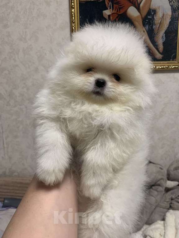 Собаки в Абакане: Девочка Померанский шпиц под номером 3 Девочка, 40 000 руб. - фото 2