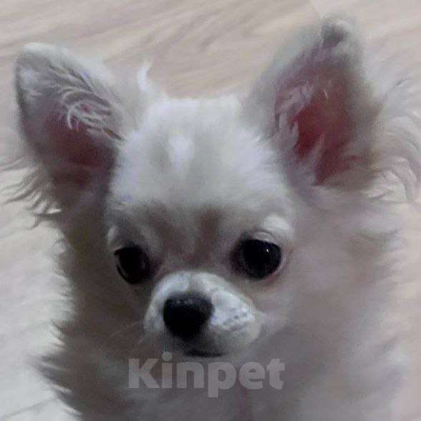 Собаки в Москве: Чихуахуа мальчик Мальчик, 50 000 руб. - фото 1