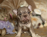 Собаки в Москве: Французский бульдог, щенок Девочка, 70 000 руб. - фото 7