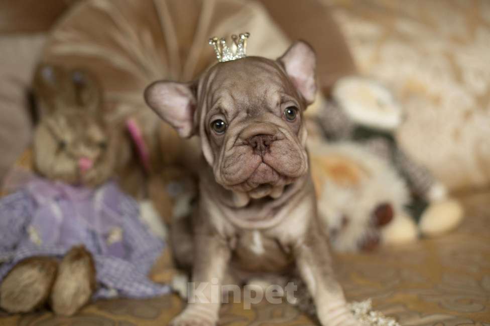 Собаки в Москве: Французский бульдог, щенок Девочка, 70 000 руб. - фото 7