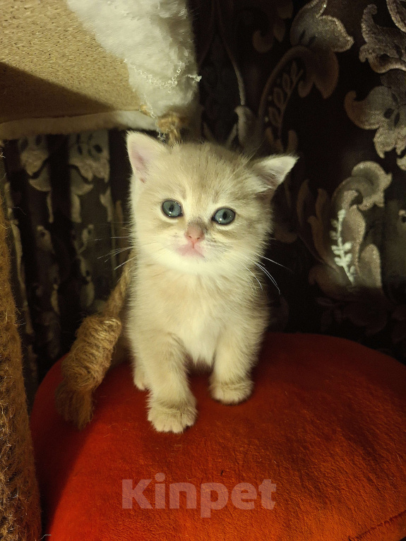 Кошки в Москве: Шотландская кошечка "голубая золотая шиншилла" Девочка, 40 000 руб. - фото 3