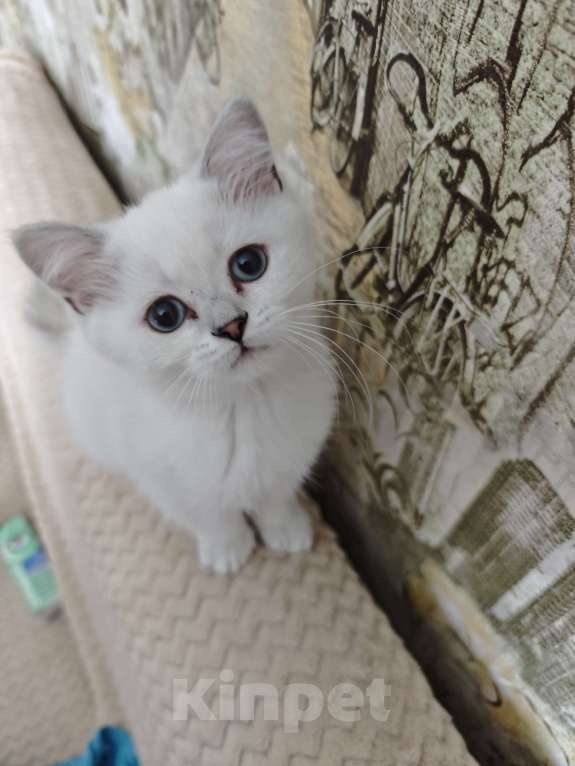 Кошки в Ангарске: Duke мальчик синеглазый колор-поинт Мальчик, Бесплатно - фото 1