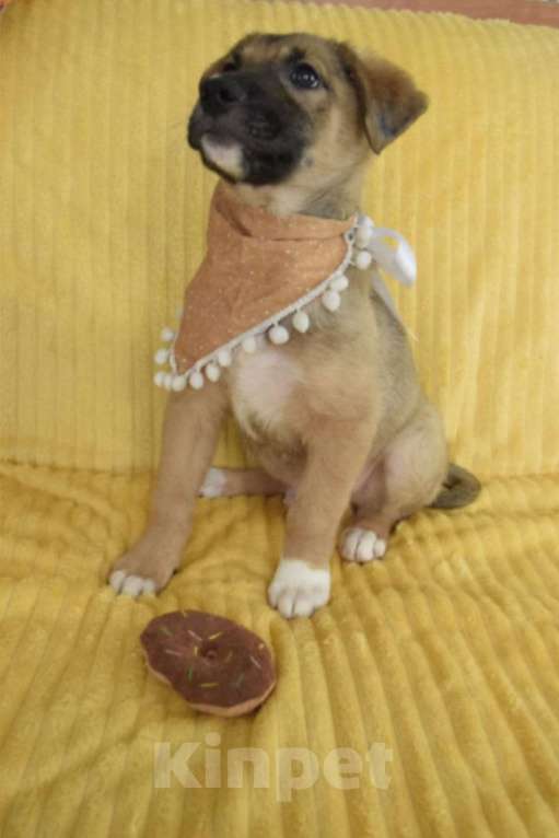 Собаки в Санкт-Петербурге: Братик и сестрички ищут дом!! Девочка, Бесплатно - фото 4