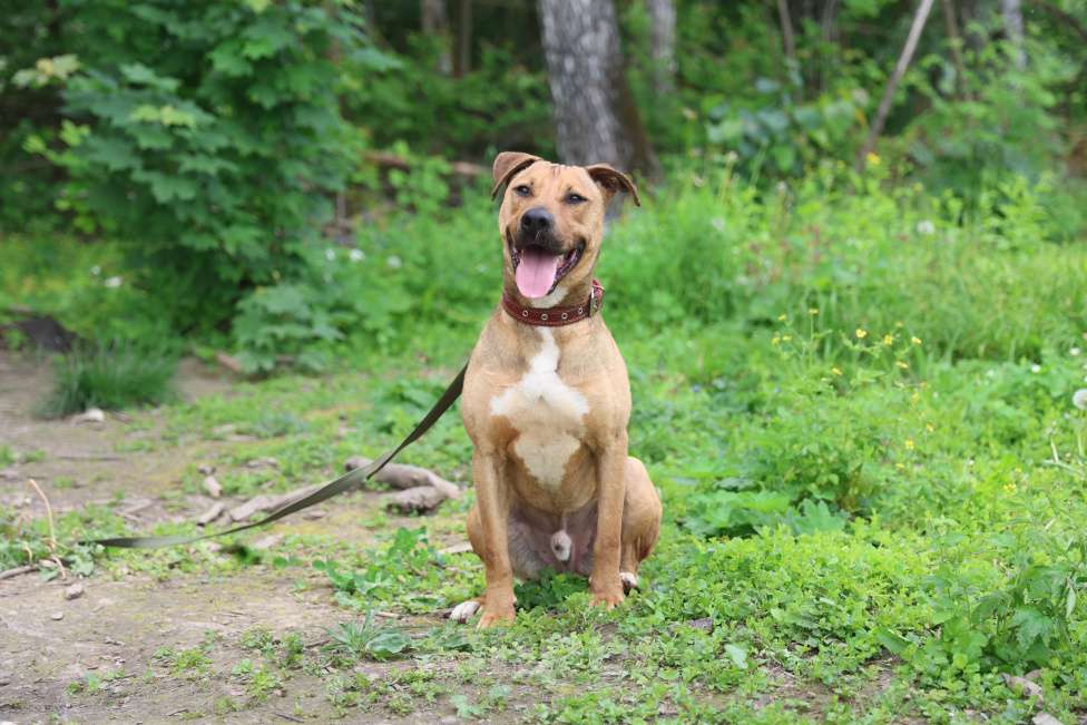 Собаки в других городах Московской области: Вандам Мальчик, Бесплатно - фото 4