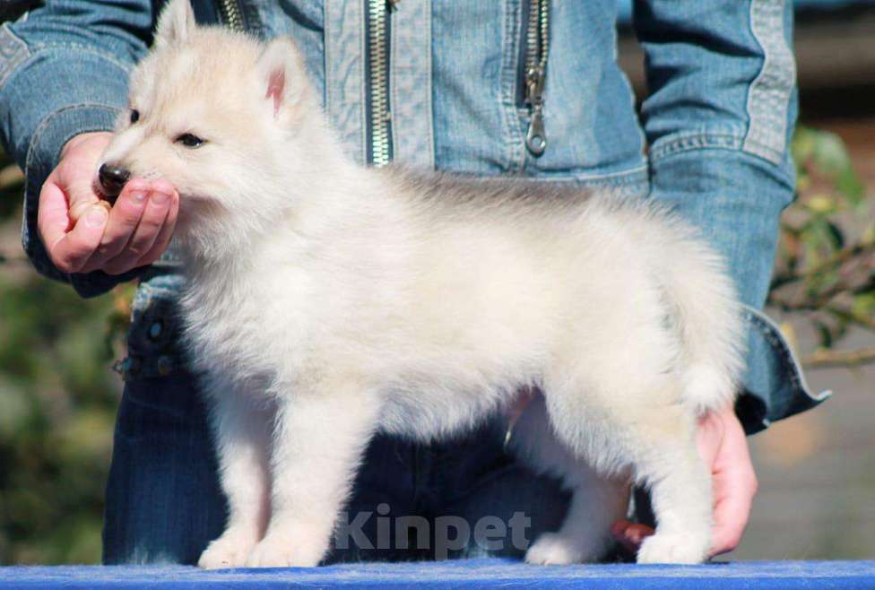Собаки в Москве: ✨Шикарный мальчик хаски✨ Мальчик, 25 000 руб. - фото 2