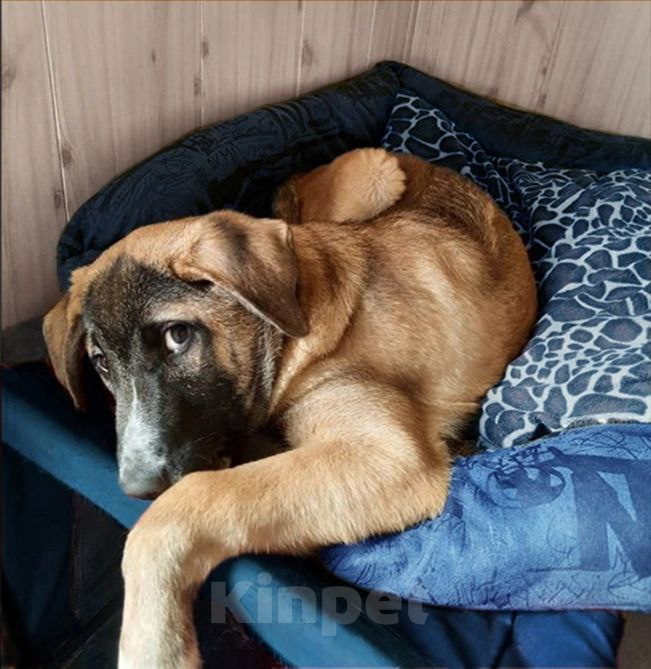 Собаки в Рязани: Мишка - воспитанный щенок-подросток Мальчик, Бесплатно - фото 3