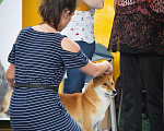Собаки в Москве: ВЯЗКА Сиба-Ину, 10 руб. - фото 3