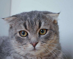 Кошки в Кингисеппе: Котенок, Бесплатно - фото 1