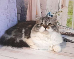 Кошки в Самаре: Кошечка Долли Девочка, 12 000 руб. - фото 2