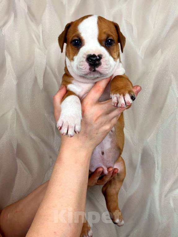 Собаки в Москве: Шикарный мальчик амстаффа  Мальчик, 35 000 руб. - фото 4