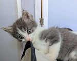 Кошки в Москве: Котенок мальчик Мальчик, Бесплатно - фото 4