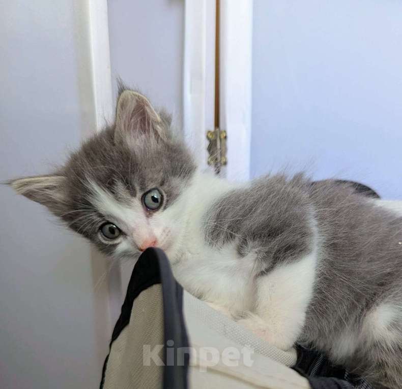 Кошки в Москве: Котенок мальчик Мальчик, Бесплатно - фото 4