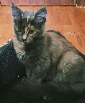 Голубокремовая куночка