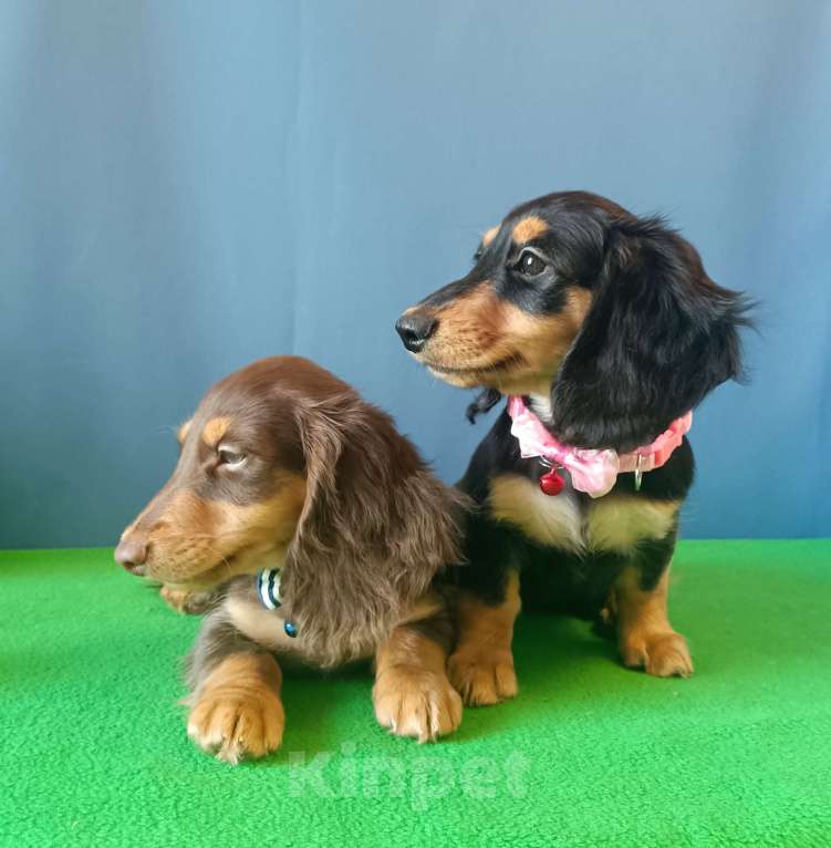 Собаки в Санкт-Петербурге: щенок мини таксы длш девочка Девочка, Бесплатно - фото 5