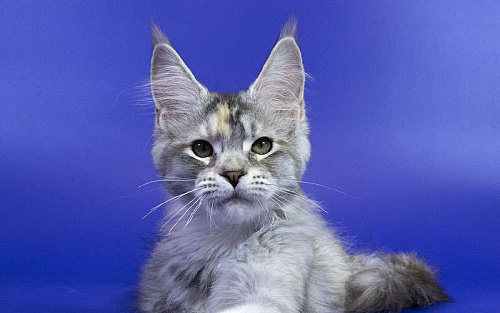 Котенок мейн кун