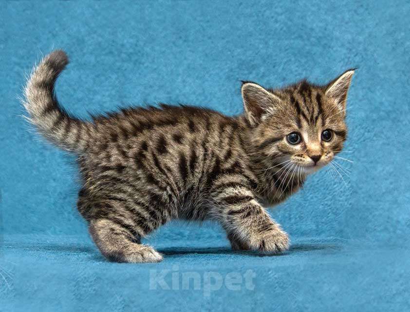 Кошки в Москве: Крохи-котята ищут дом и надёжных, заботливых хозяев Мальчик, Бесплатно - фото 7