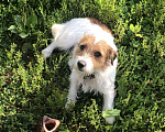 Собаки в Нижнем Новгороде: Помогите найти собаку Девочка, Бесплатно - фото 4