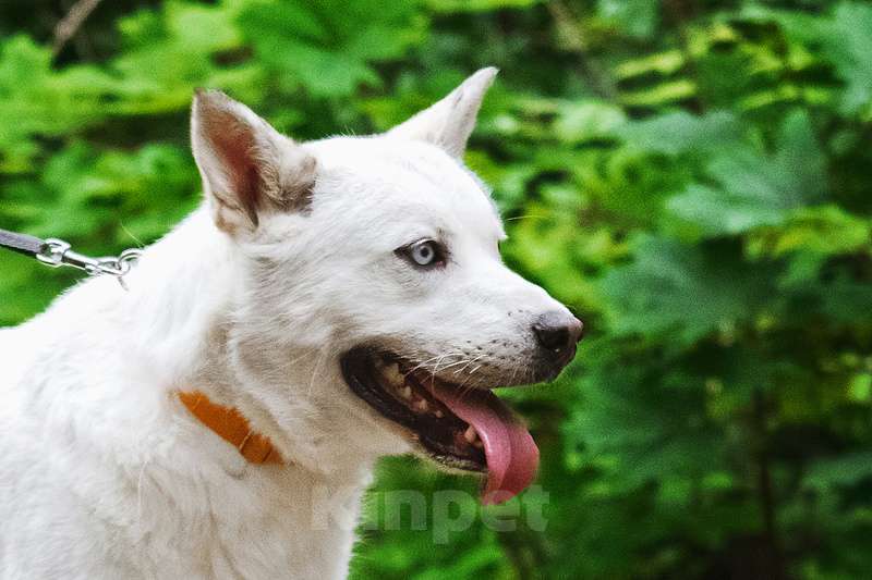 Собаки в Москве: Белый разноглазый красавец Захар в добрые руки Мальчик, Бесплатно - фото 2