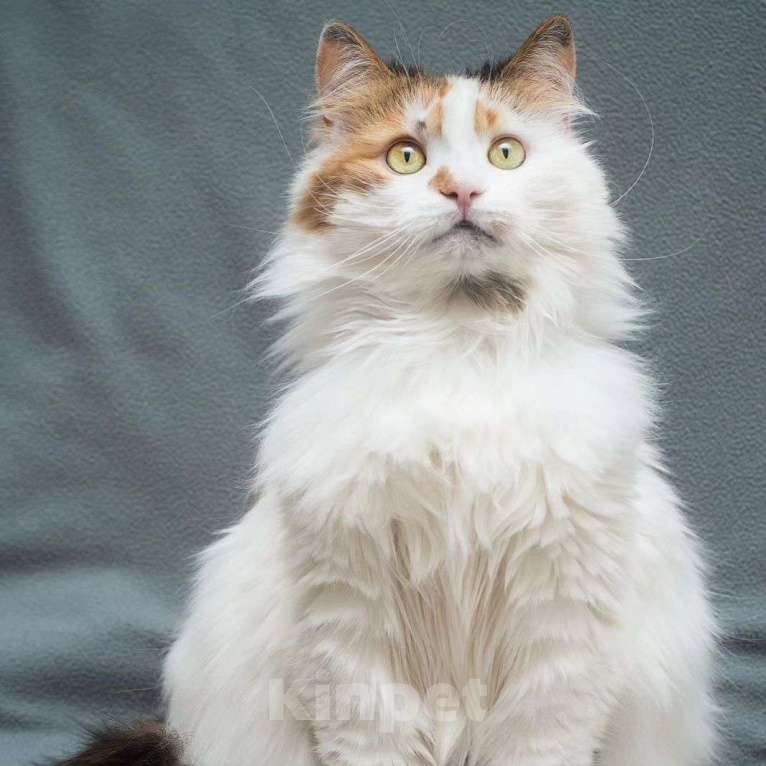 Кошки в Москве: Кошечку Мусю не замечают Девочка, Бесплатно - фото 3