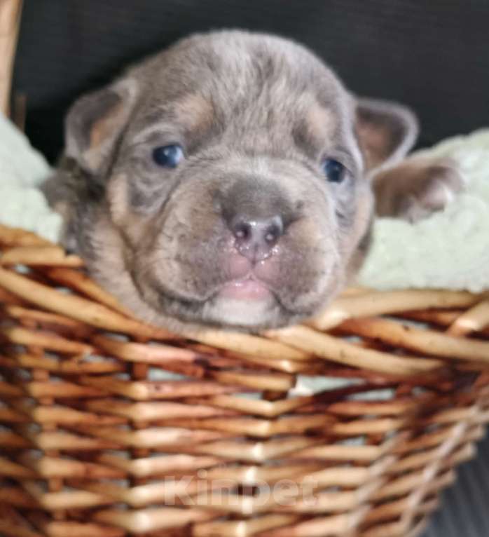 Собаки в Саратове: Американский булли девочки Мальчик, 100 000 руб. - фото 2
