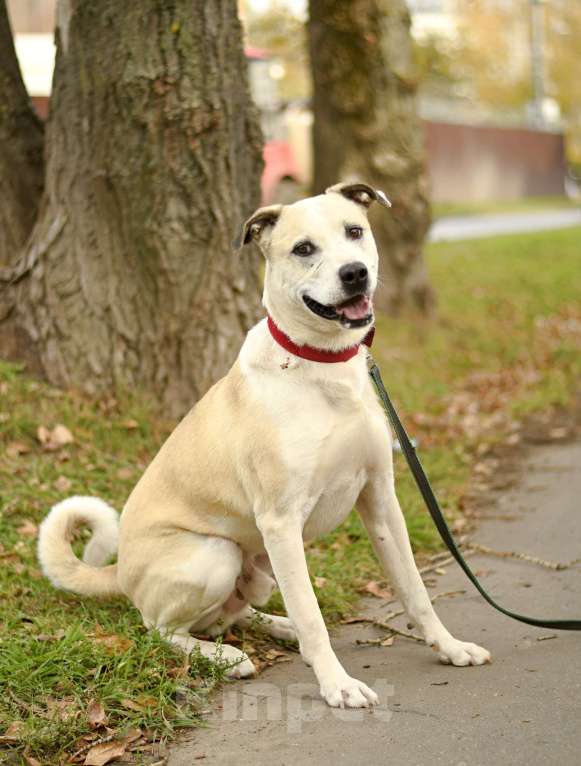 Собаки в Москве: Илай в добрые руки Мальчик, 1 руб. - фото 1