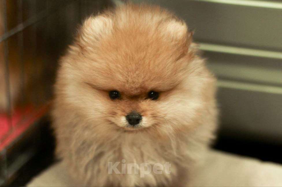 Собаки в Новосибирске: мини бро- Немецкий  шпиц  Мальчик, 40 000 руб. - фото 1