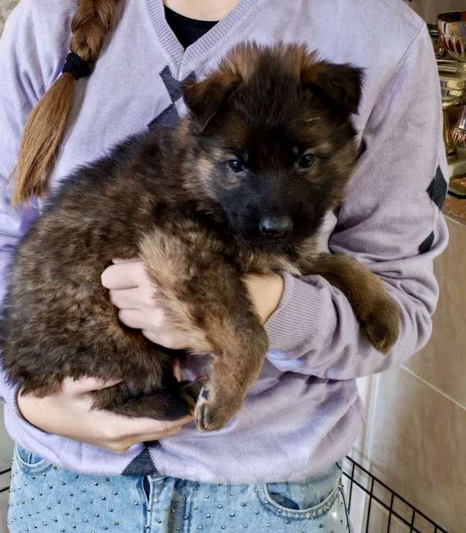 Собаки в Иркутске: Щенки немецкой овчарки Девочка, 45 000 руб. - фото 7