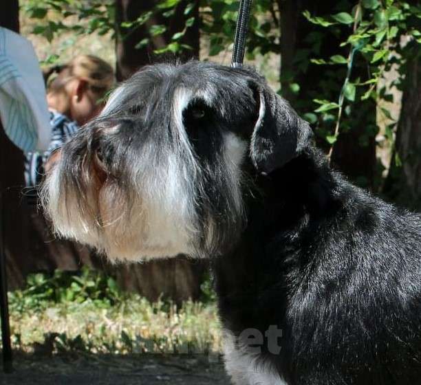 Собаки в Екатеринбурге: Высокопродные щенки цвергшнауцера Мальчик, Бесплатно - фото 1
