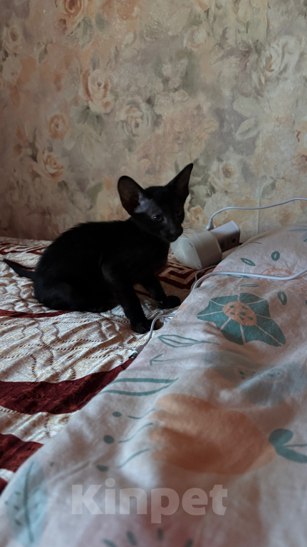 Кошки в Павловском Посаде: Ориентальные котята Девочка, 25 000 руб. - фото 3
