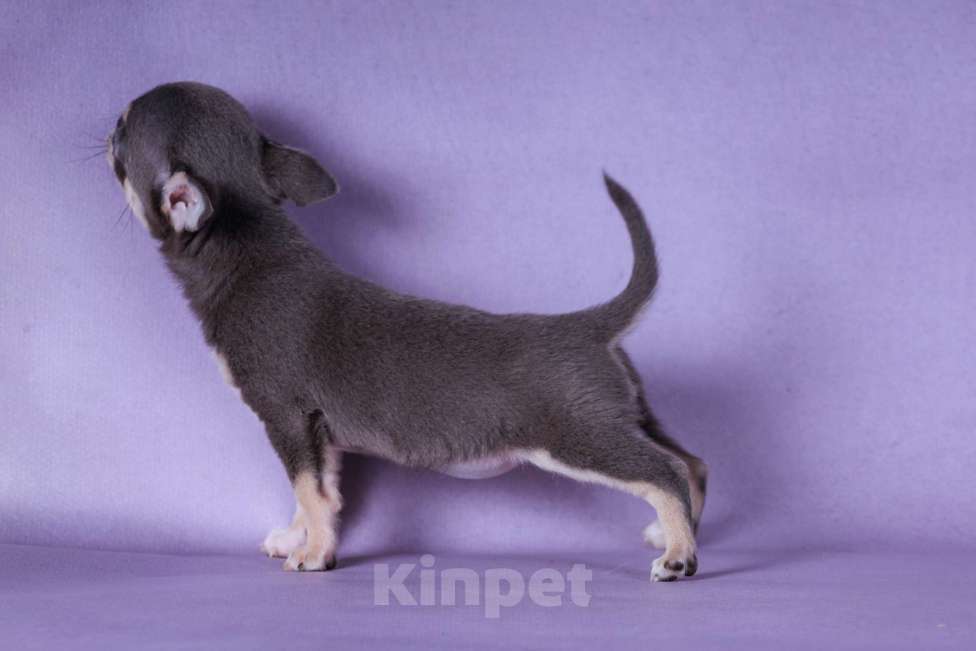 Собаки в Москве: Малышка голубого окраса Девочка, 85 000 руб. - фото 6