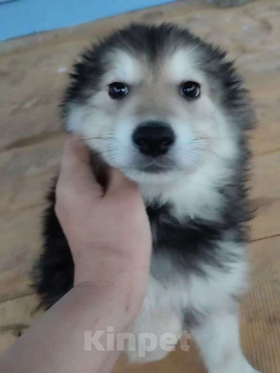 Собаки в Лосином-Петровском: малыш из ппбж якутска Мальчик, Бесплатно - фото 3