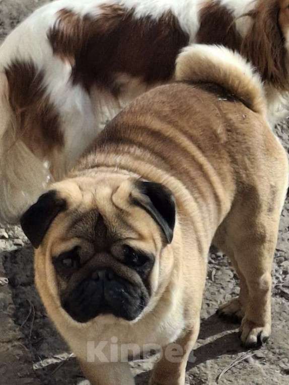 Собаки в Балаково: Филя  убежал Мальчик, 1 руб. - фото 1