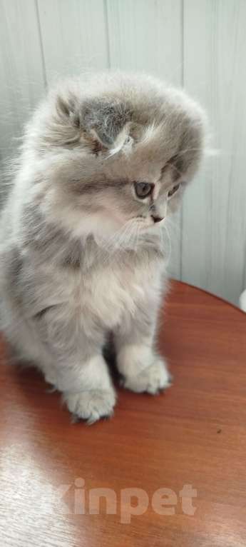 Кошки в Санкт-Петербурге: Шотландская вислоухая девочка Девочка, 20 000 руб. - фото 10