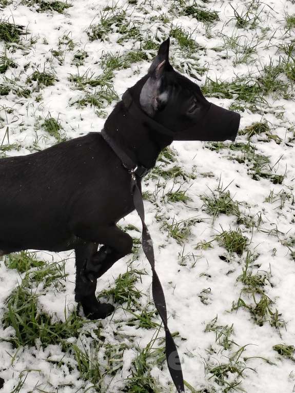 Собаки в Санкт-Петербурге: Отдам в хорошие руки Девочка, 1 руб. - фото 2