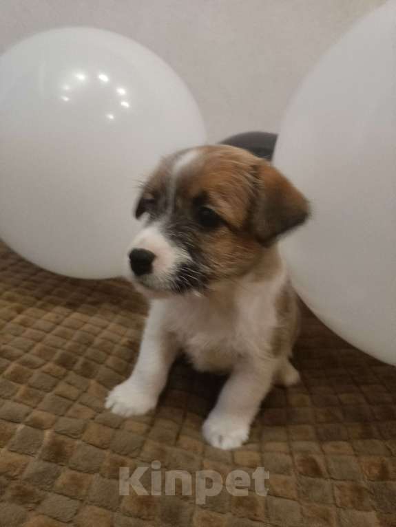 Собаки в Москве: Джек Рассел терьер Девочка, 25 000 руб. - фото 5