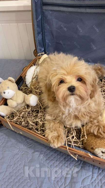 Собаки в Москве: Мальчик мальтипу мини Мальчик, Бесплатно - фото 3