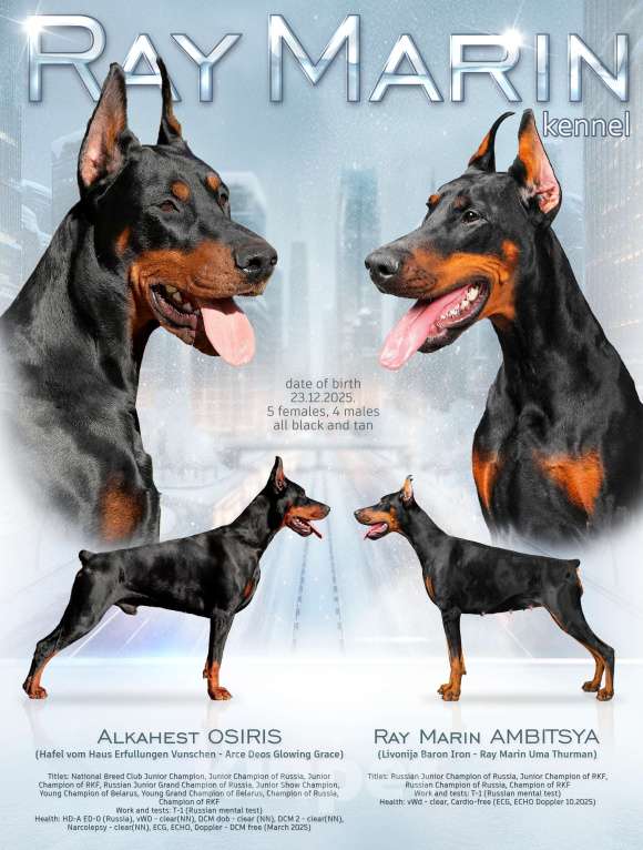 Собаки в других городах Новосибирской области: Щенки добермана с документами РКФ Мальчик, 70 000 руб. - фото 10