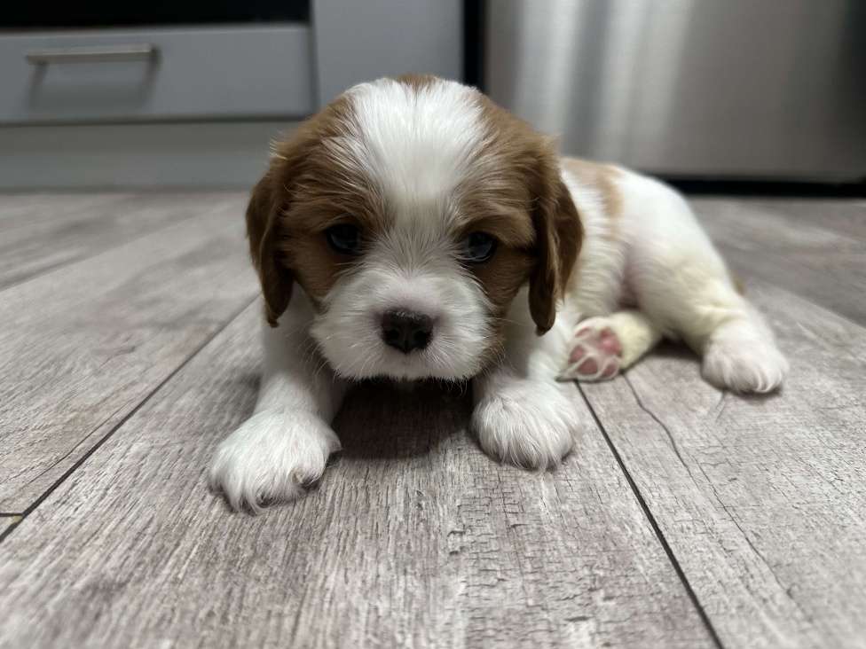 Собаки в Санкт-Петербурге: Кавалер Кинг Чарльз спаниель Мальчик, 65 000 руб. - фото 5