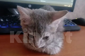 Кошки в Кемерово: Котёнок в добрые руки Девочка, Бесплатно - фото 1