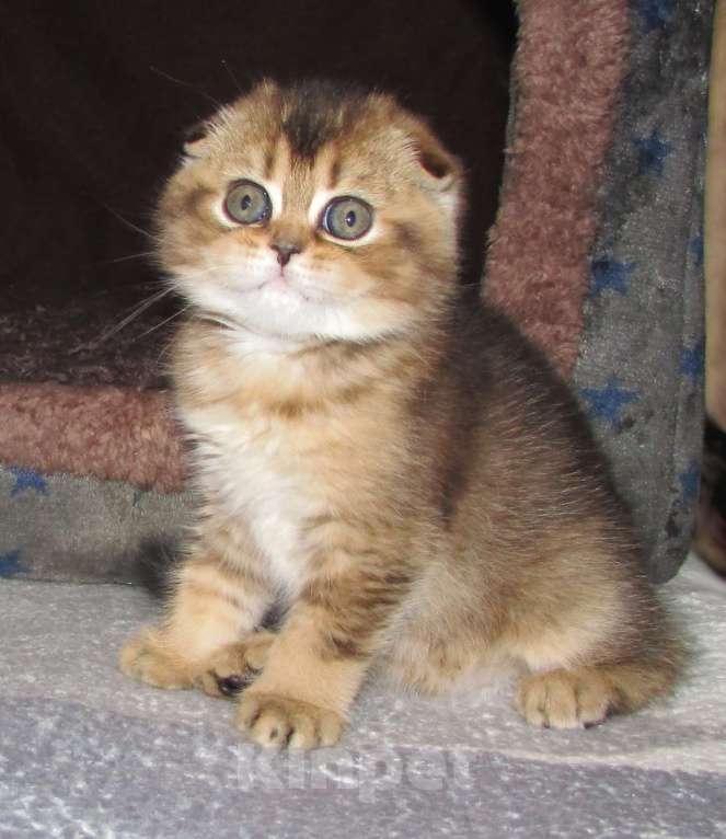 Кошки в Санкт-Петербурге: Шотландские котята Девочка, Бесплатно - фото 6