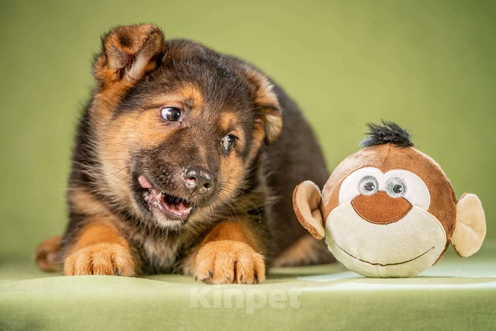 Собаки в Клине: Фундук - славный щенок Мальчик, Бесплатно - фото 4