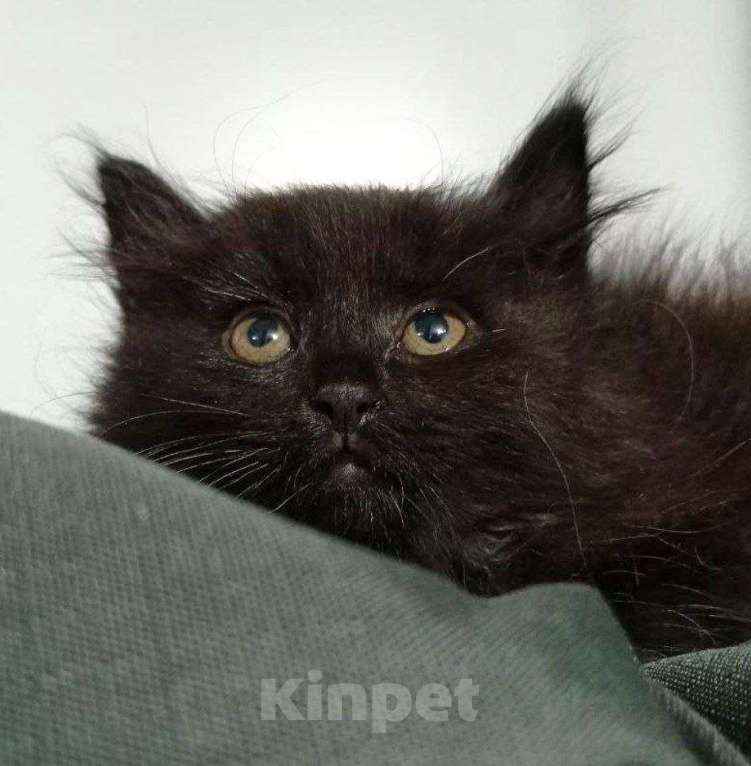 Кошки в Москве: Котенок Моди Дик ищет дом Мальчик, Бесплатно - фото 1